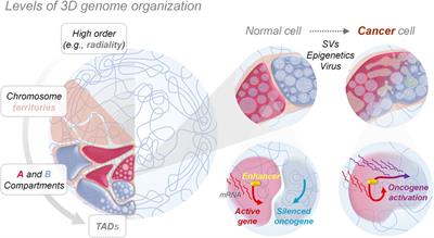 Enhancers dysfunction in the 3D genome of cancer cells